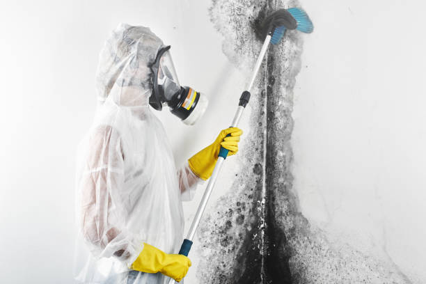 Best Comprehensive Air Testing for Mold Contaminants  in Penn Yan, NY