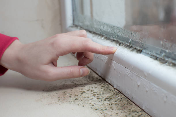 Best Real Estate Mold Inspection  in Penn Yan, NY