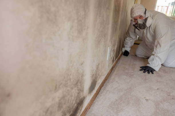 Best Post-Construction Mold Inspection  in Penn Yan, NY